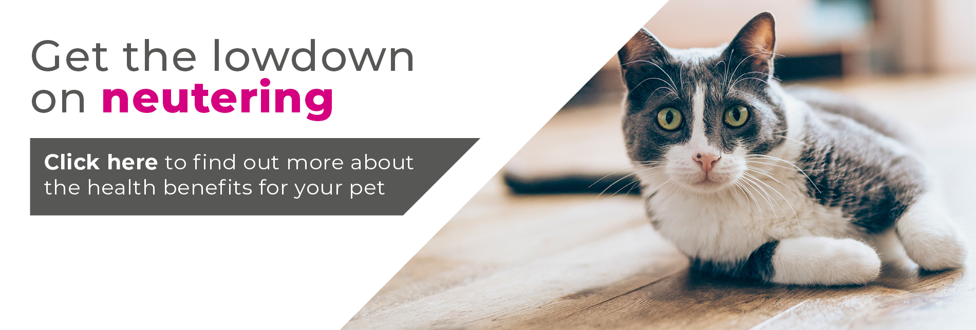 Cat neutering in West Yorkshire