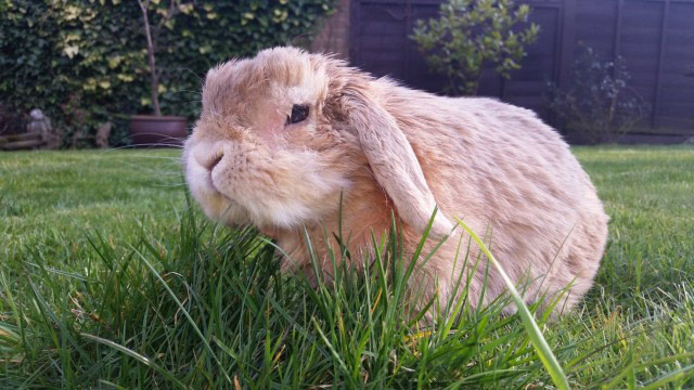 Marley floppy rabbit syndrome