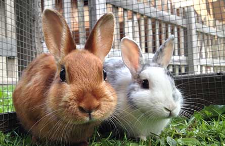 Rabbit Dental Care in Dewsbury and West Yorkshire