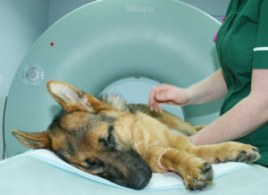 Pic-2-Heidi-CT (1)