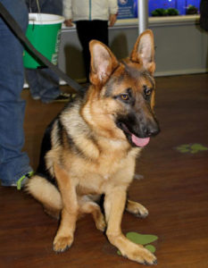 Pic-4--heidi-fundraising