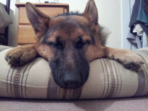 Pic-6-heidi-snooze