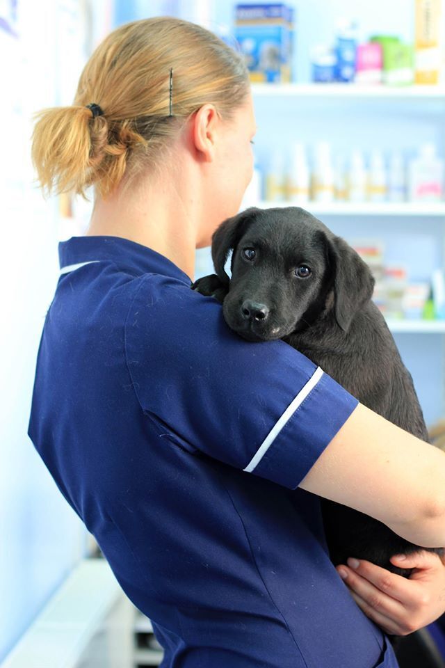 Parvovirus In Dogs