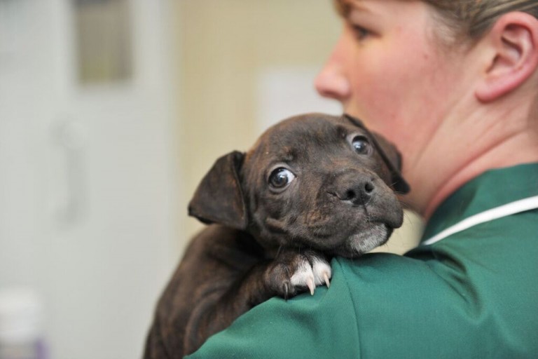 Symptoms of Parvovirus