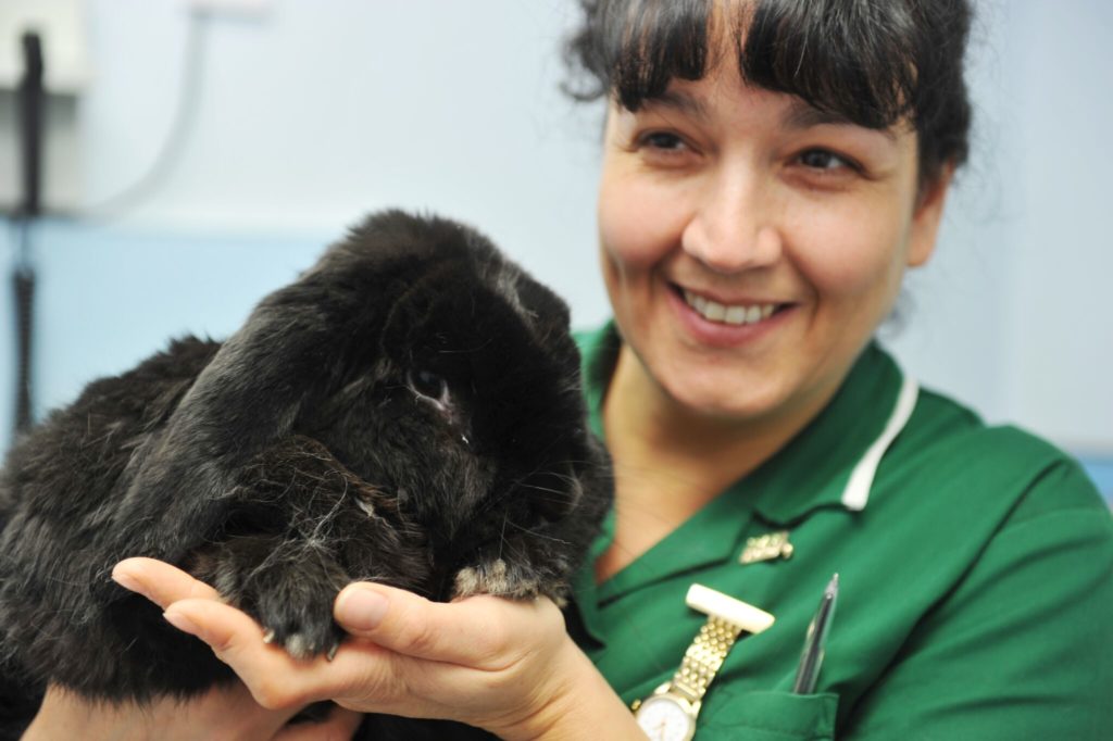 Calder Vets Rabbit Awareness Week 2016