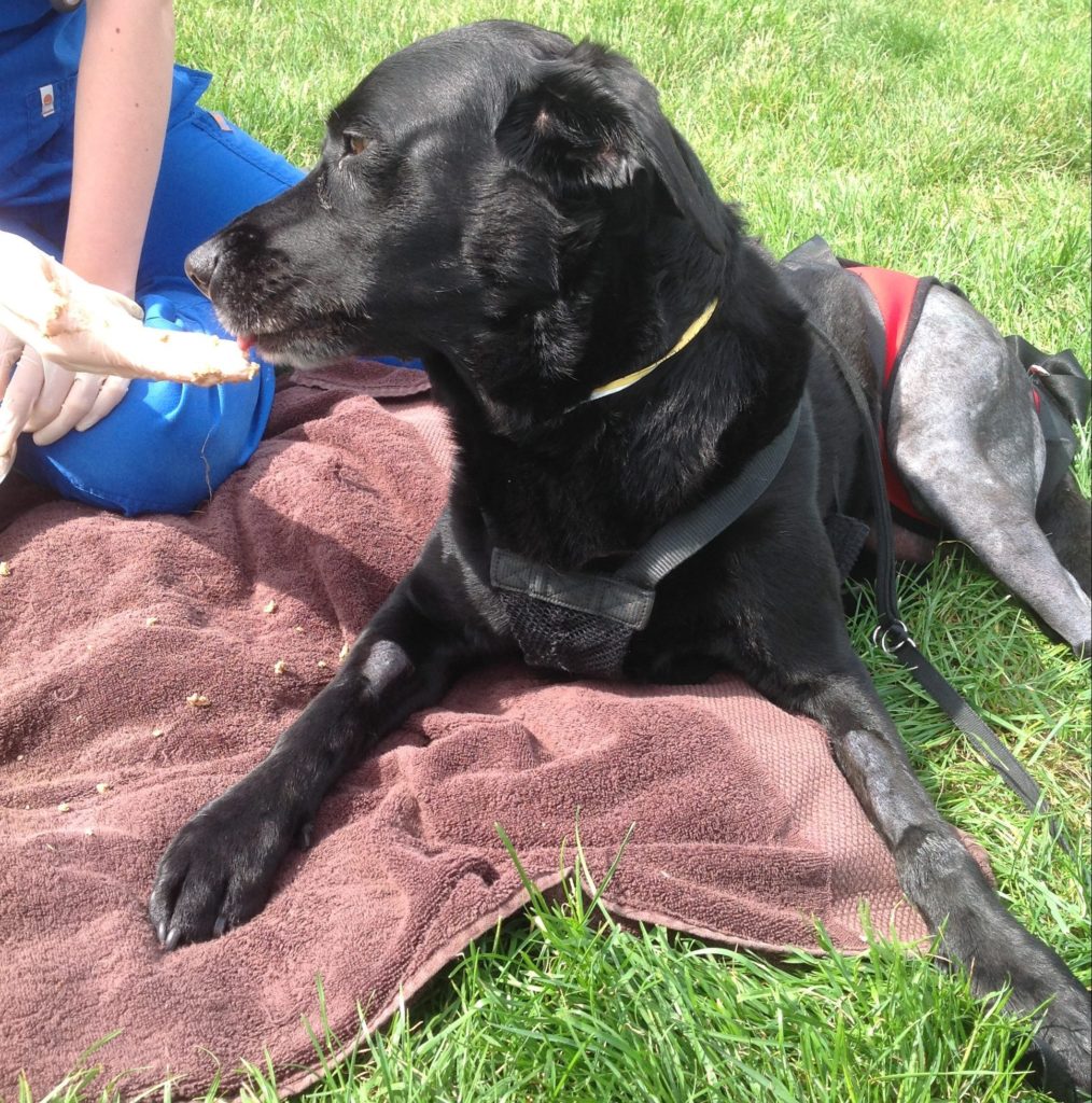 Dee Dee the Labrador
