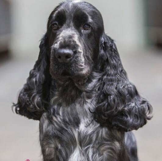 Vinnie the Coker Spaniel