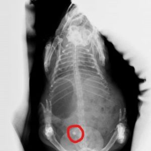 Alfie-xray