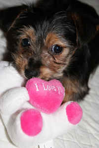 Baby dog Picture