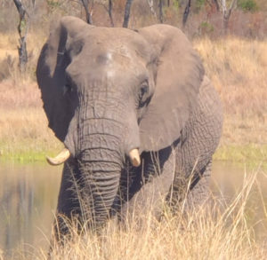 Alicia in Africa