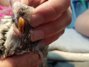 calder vets operate on gizmo