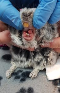 gizmo helped by calder vets in yorkshire