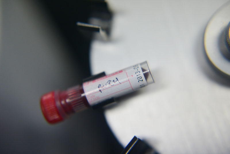 Jess The Cat Gets A Blood Transfusion