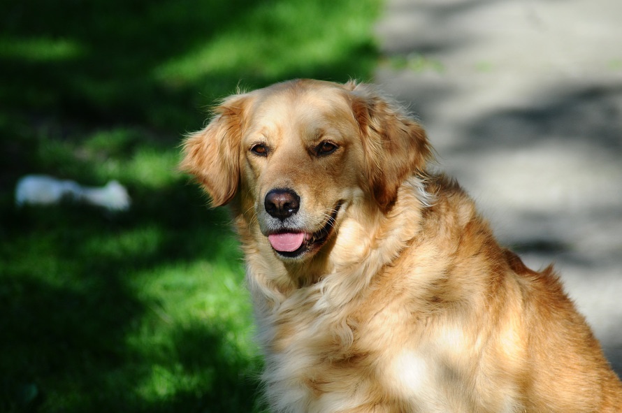 Dogs Die in Hot Cars!