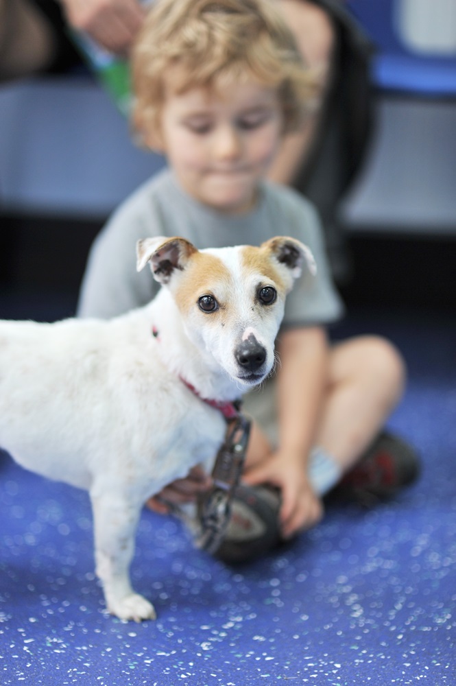 National Microchipping Month — Advice from the experts