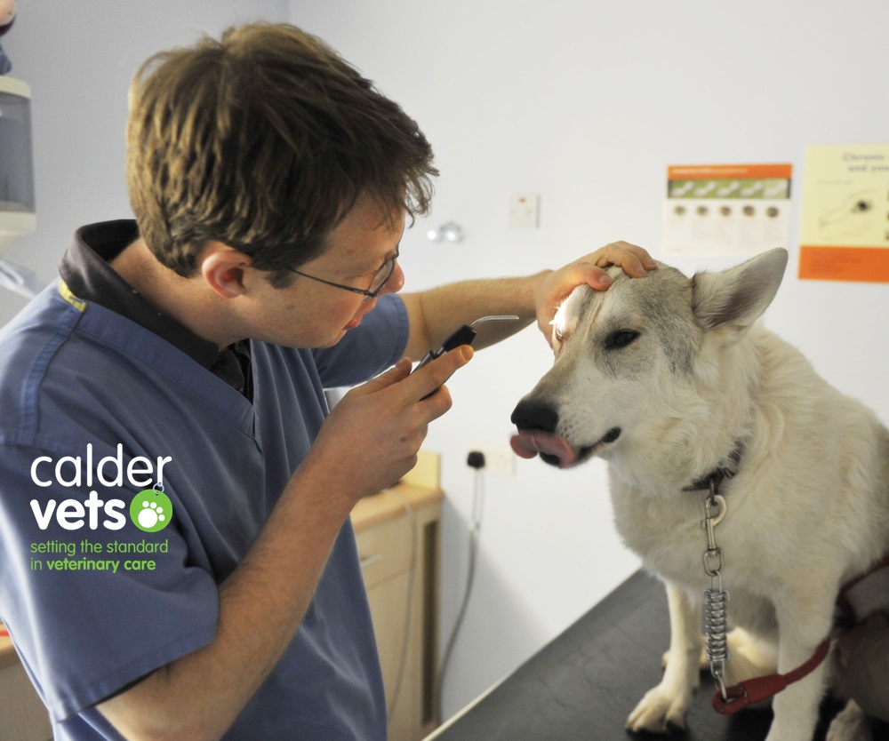 Eye Problems in Dogs and Cats During Summer