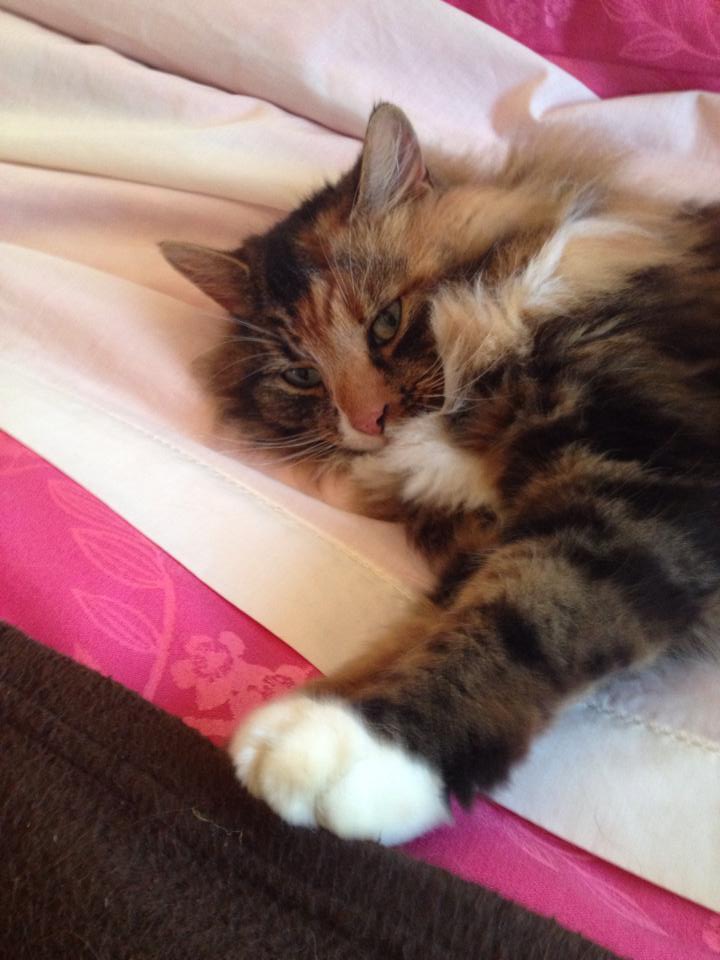 Ruby Returns Home Thanks to Pet Microchipping