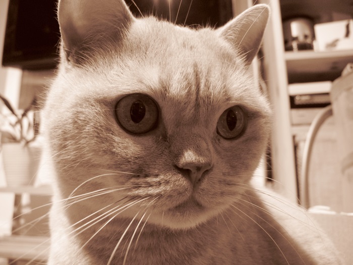 Feline Blood Transfusions: Cat Blood Donors Needed
