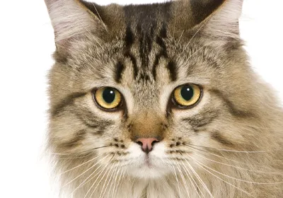 Winter Pet Care Advice: The Dangers of Antifreeze Poisoning in Cats