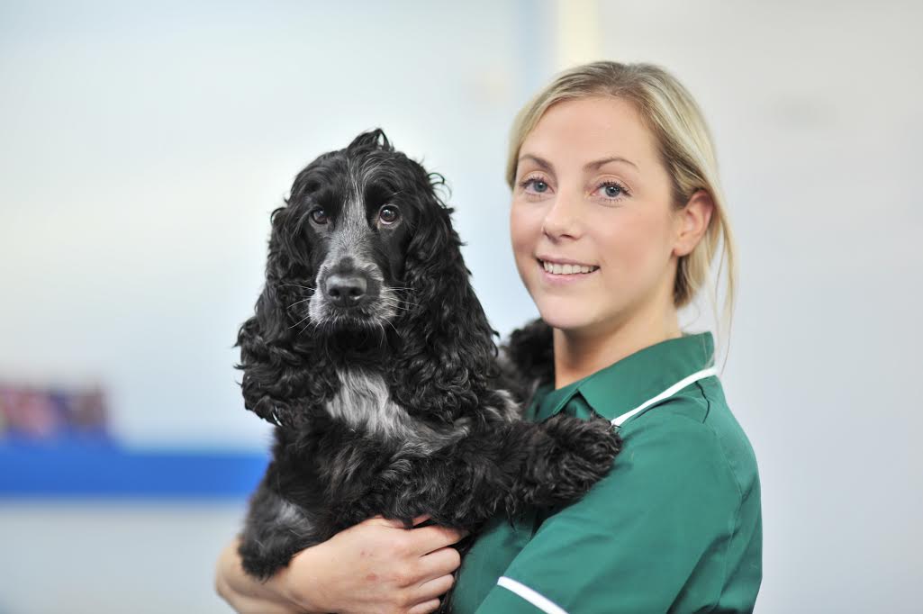 Microchipping Dogs and the Law