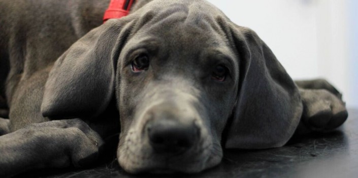 Parvovirus in Dogs
