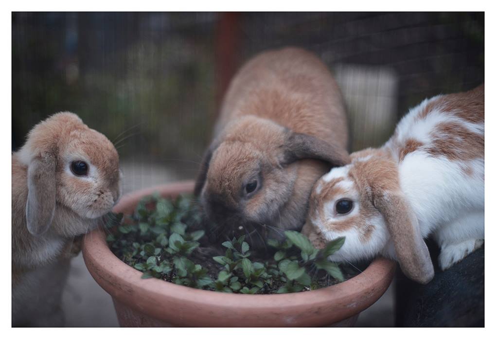 Rabbit Awareness Week: Tips for a Happy Bunny