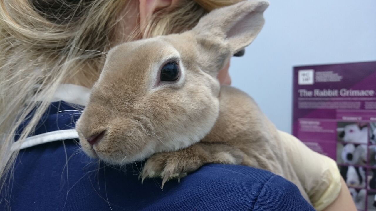 A New Rabbit Disease: RHDV2 Information & Vaccines