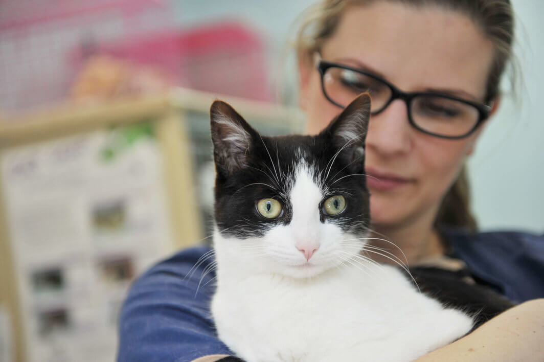 Dewsbury Gets Gold for Cat Care