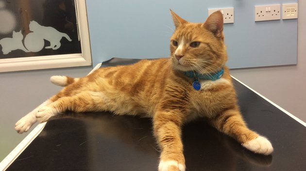 Ollie - Diabetes in Cats