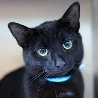 Poisoning warning following admission of cats with acute renal failure