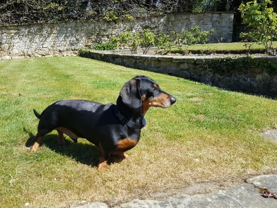 Vets help much-loved pet put best feet forward