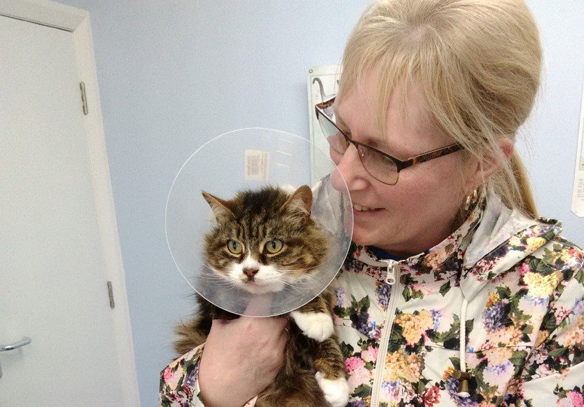 Little bit of luck as missing cat returns after nearly three years