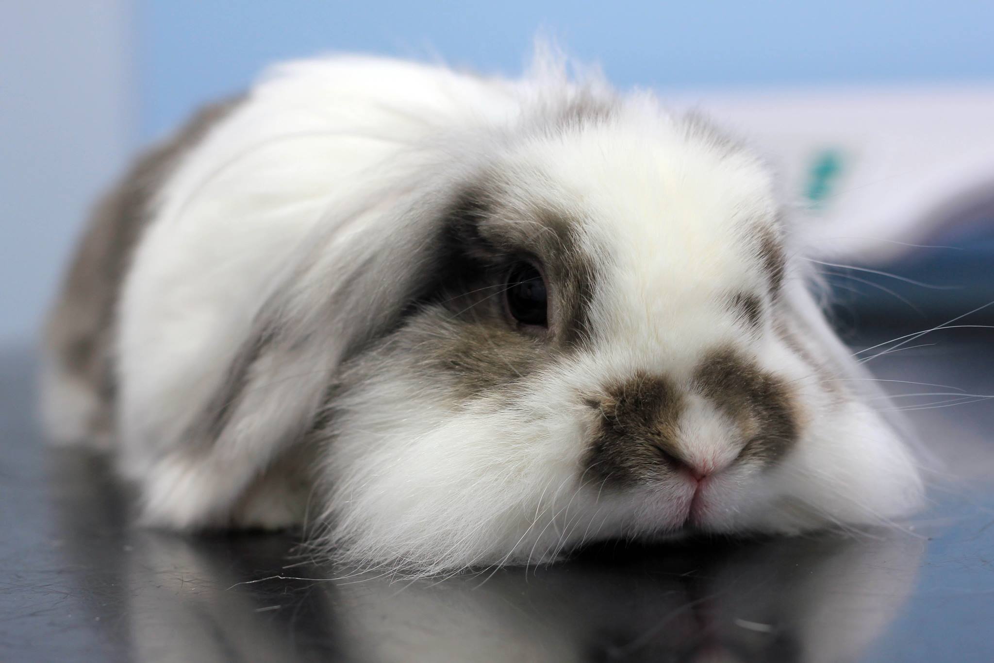Vets urge rabbit owners to keep an eye out for signs of serious gut condition