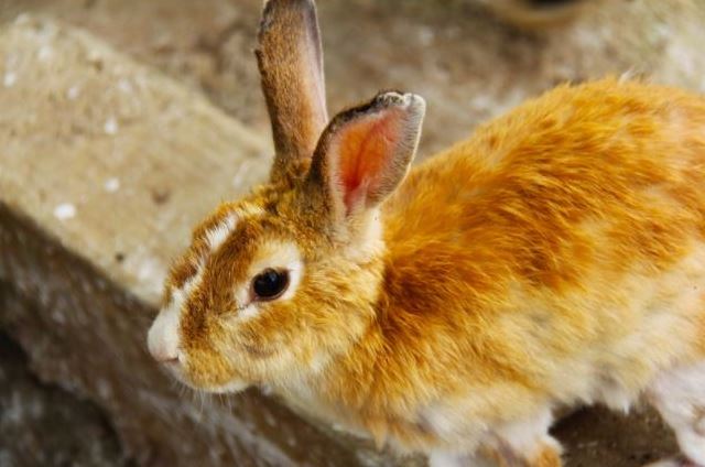Free Rabbit Health checks for Rabbit Awareness Week (17 – 25 June)