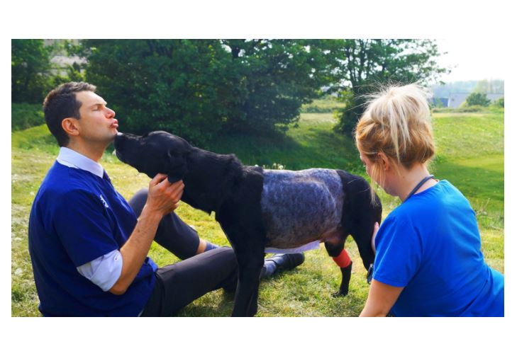 Labrador Sebastian beats the odds as 3kg tumour is removed from his lung