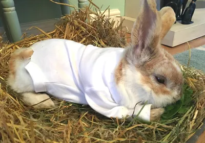 Model bunny Burgess looks the part after successful operation
