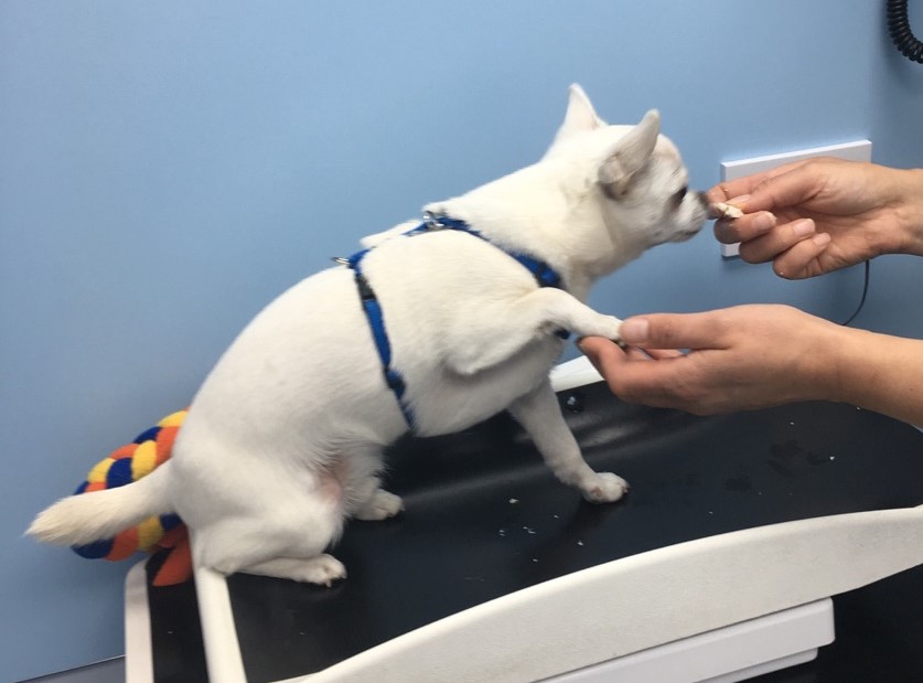 Calder helps Bailey conquer his fear of the vets