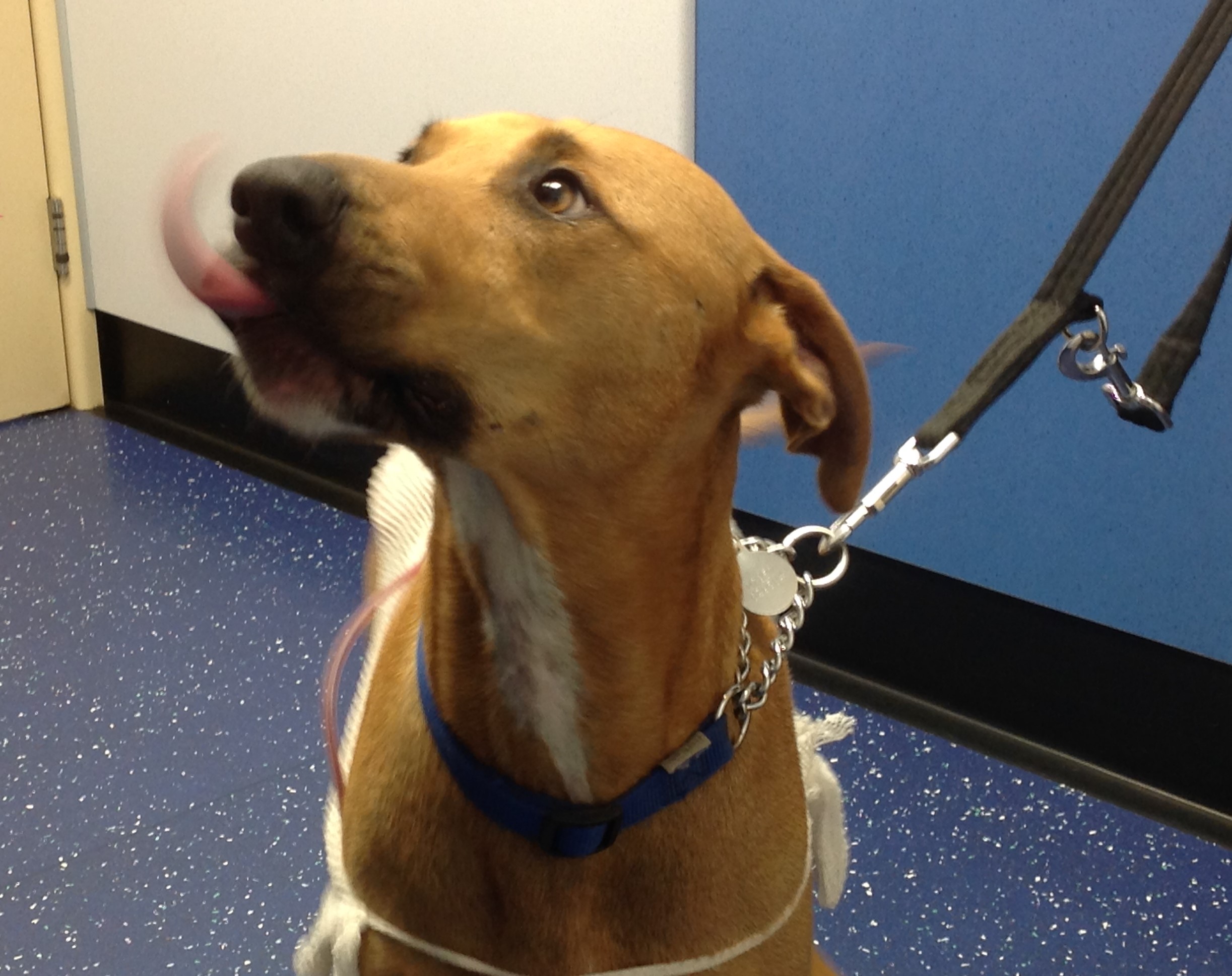 Happy Hector recovering after rare run-in with blade of grass