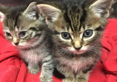 Dewsbury vets in plea over cat neutering