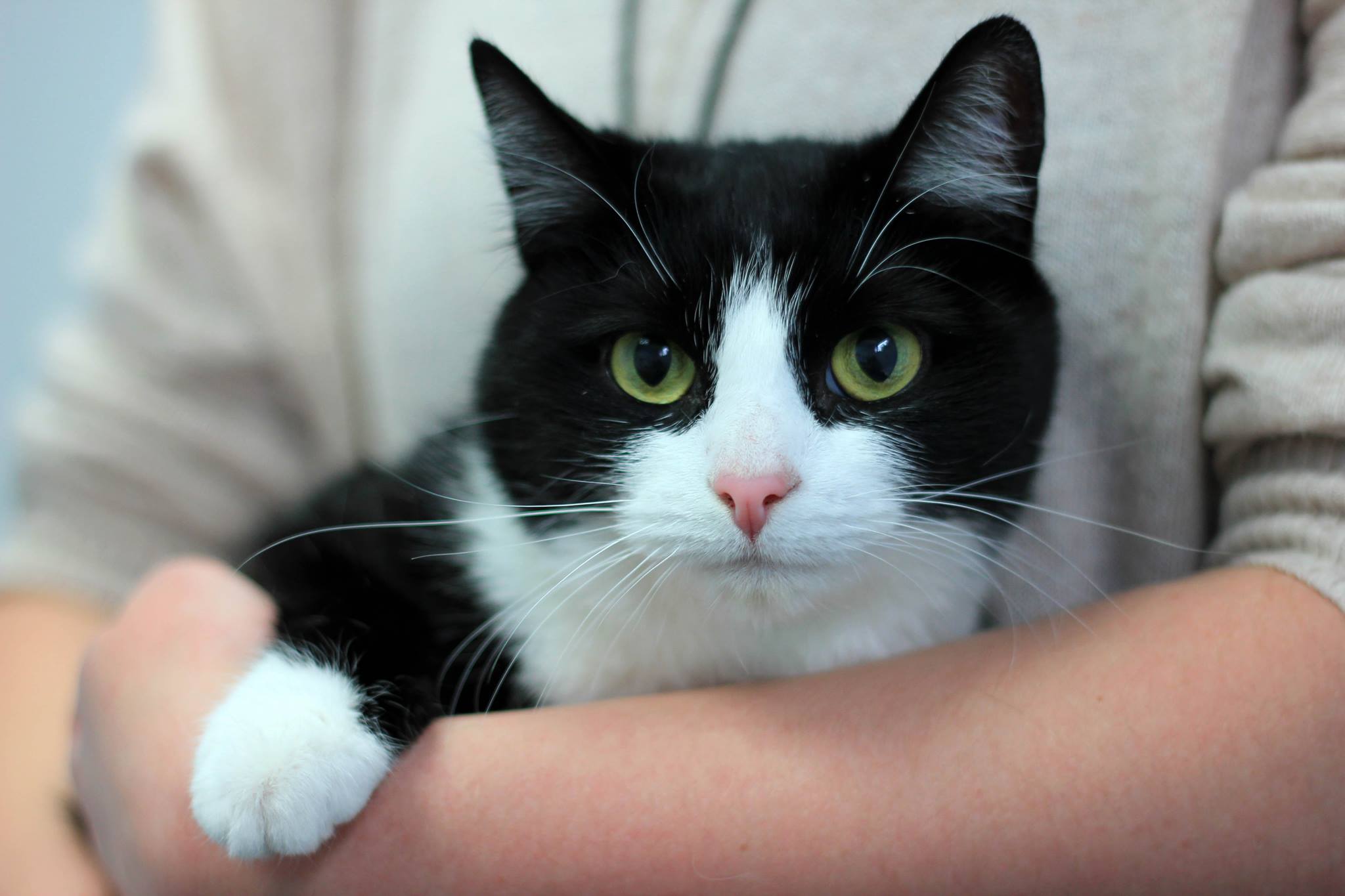 Winter warning for cat owners amid poisoning risk