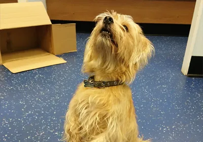 Gold star for Rupert after socialising success