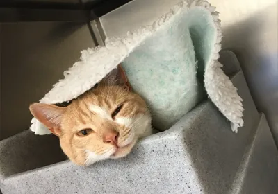 Calder calls for cat blood donors as shortage strikes