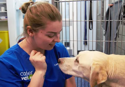 Pre-neutering appointments at Calder Vets