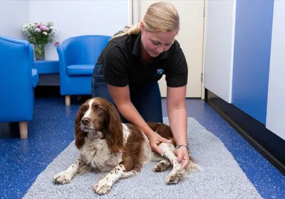 Kanga bouncing after physiotherapy at Calder Vets
