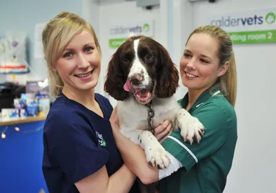 Dental checks for pets