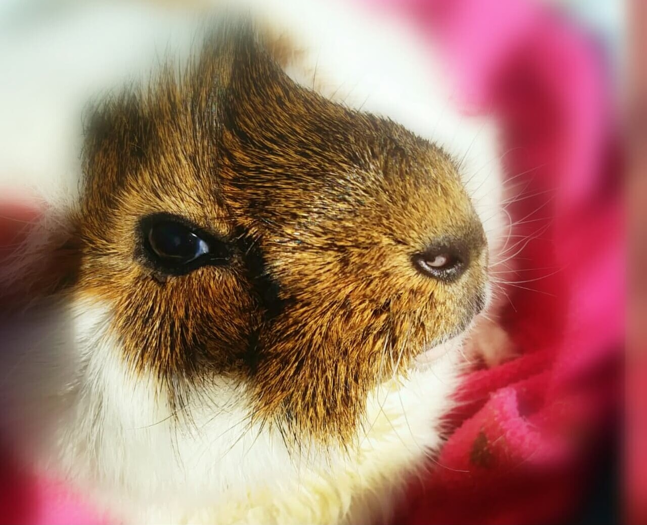 Guinea pig goes under the knife for life-saving op