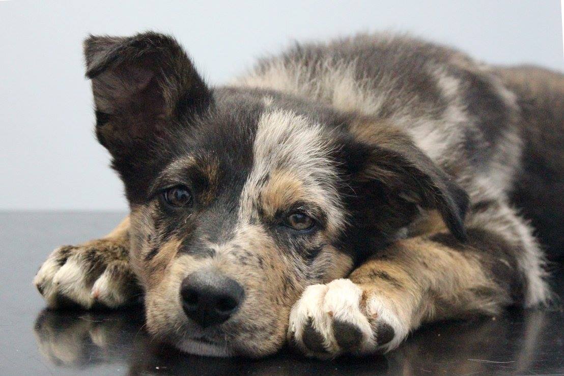 Frustrated with skin or ears? Come to our itchy dog clinics!