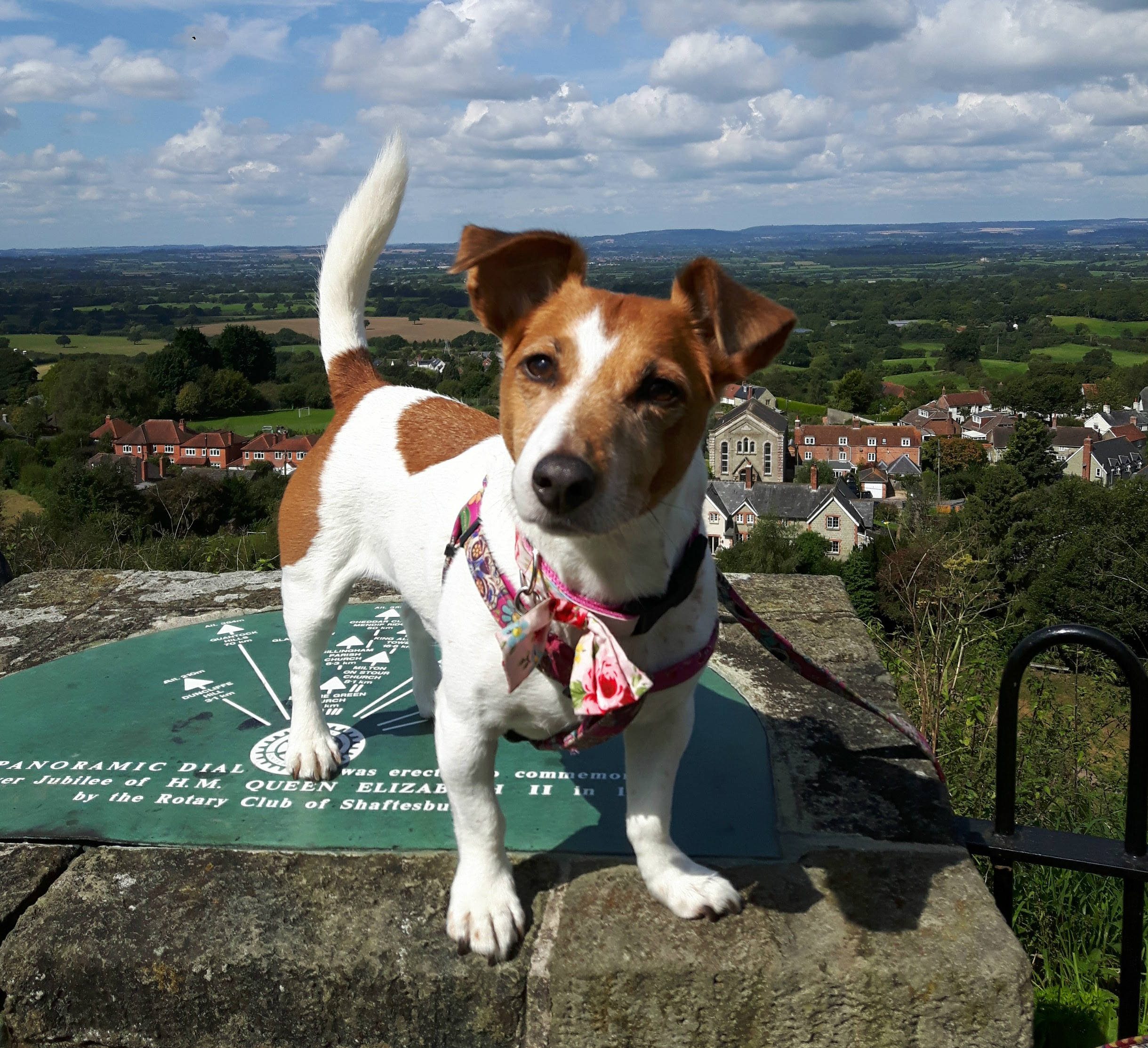 We're bowled over by the breathtaking feats of Jess the Jack Russell!