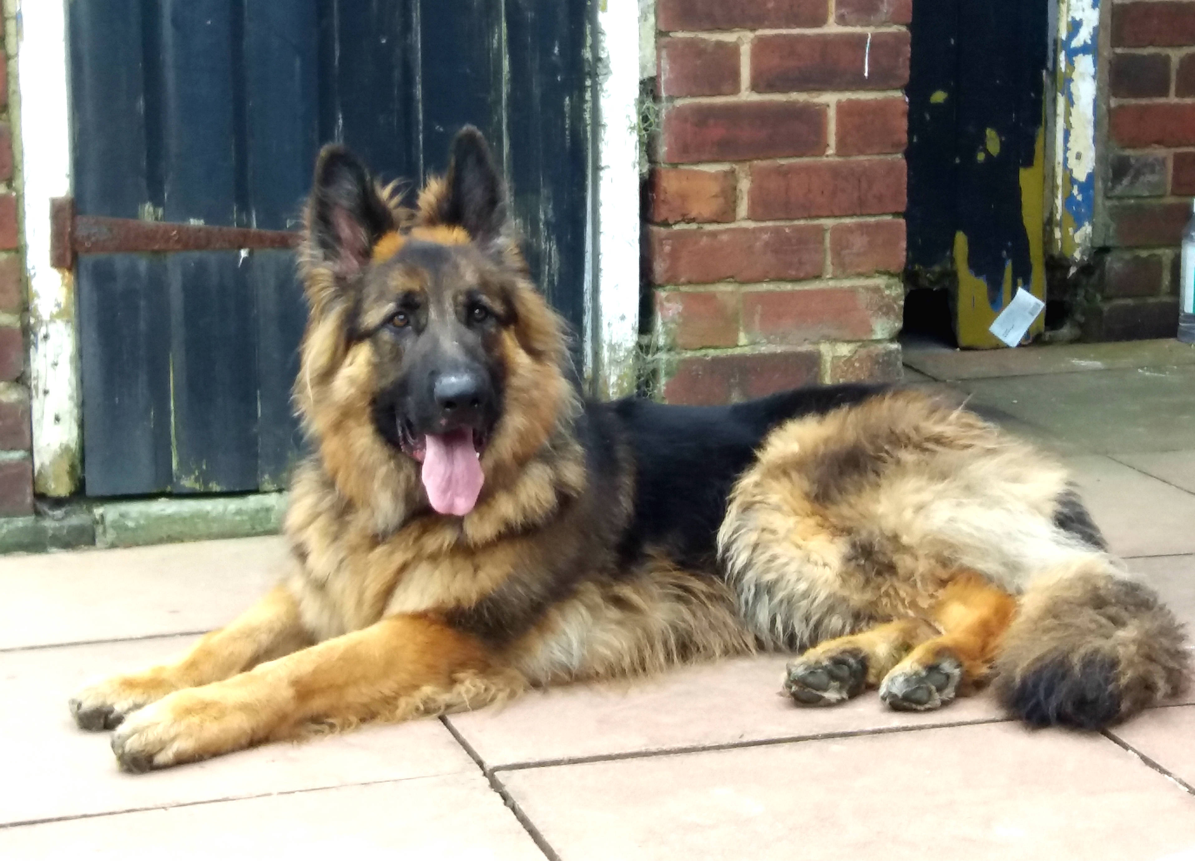 Emergency vets save beloved German Shepherd who choked on toy ball