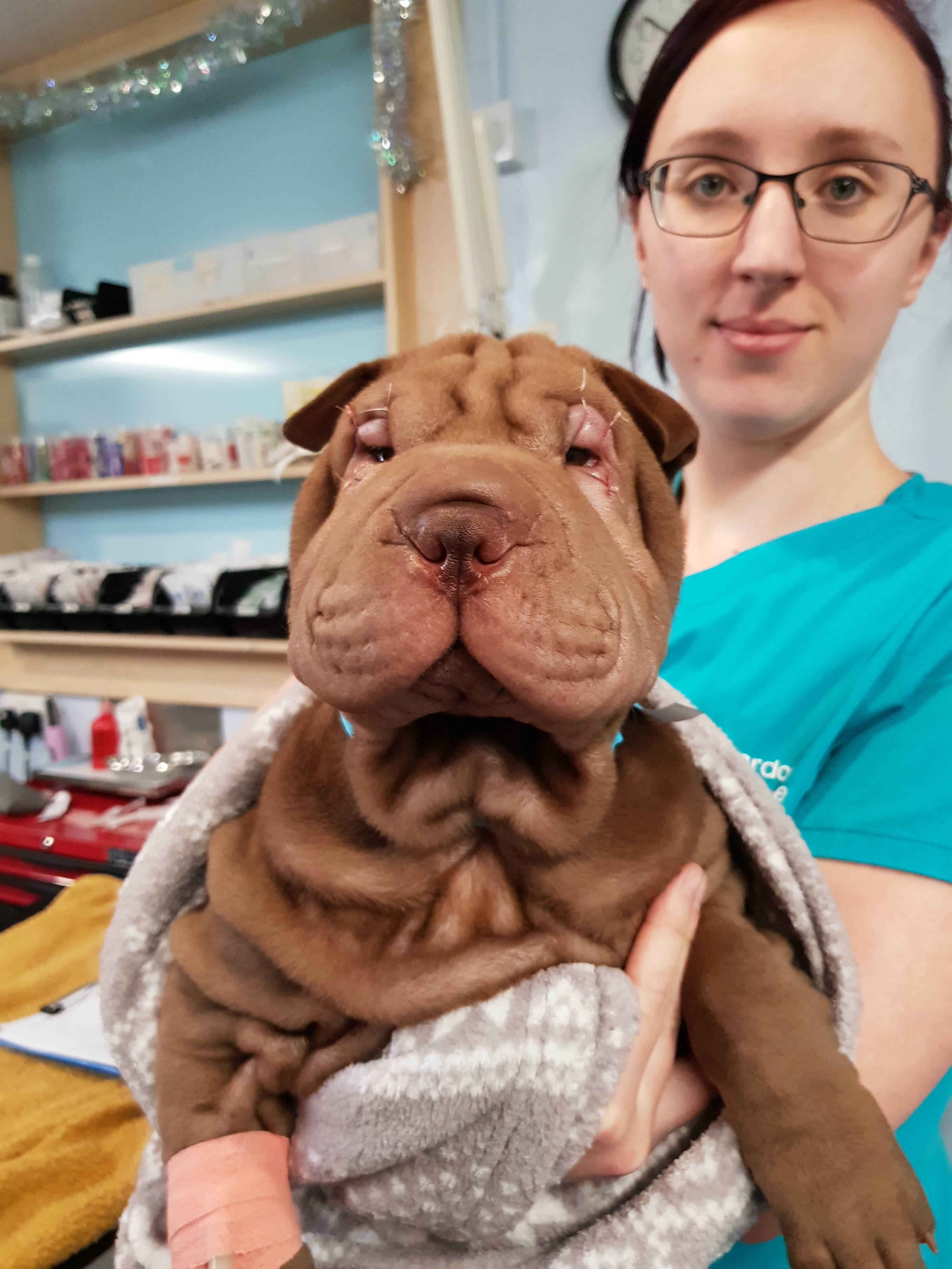 Shar Pei sees straight after 'facelift' operation at Calder Vets
